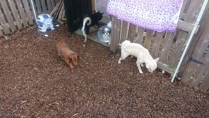 午後のお時間 2019/12/23