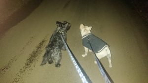 夜のお時間 2019/12/24