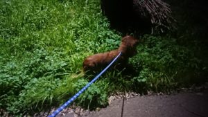 夜のお時間 2019/12/25