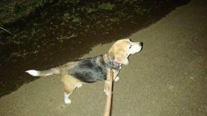 夜のお時間 2020/1/1