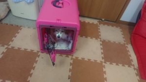 昼のお時間 2020/1/10