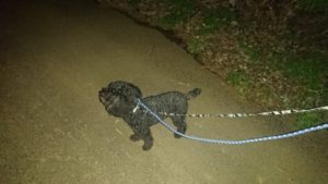 夜のお時間 2020/1/11