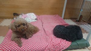 お昼のお時間 2020/1/12