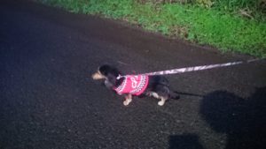 夜のお時間 2020/1/15