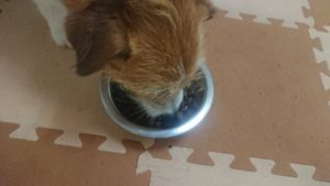 朝のお時間 2020/1/17