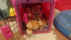 午後のお時間 2020/1/20