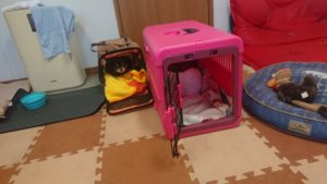 昼のお時間 2020/1/21