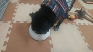 午後のお時間 2020/1/23