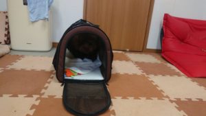 昼のお時間 2020/1/25