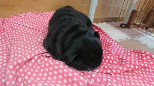 午後のお時間 2020/1/26