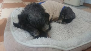 午後のお時間 2020/2/1