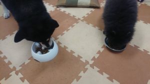 朝のお時間 2020/2/11