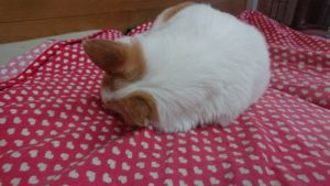 午後のお時間 2020/2/11