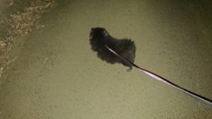 夜のお時間 2020/2/11