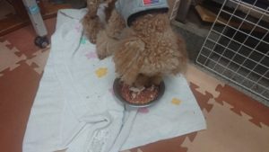 夜のお時間 2020/2/20