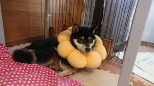 午後のお時間 2020/2/23