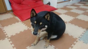 午後のお時間 2020/2/26