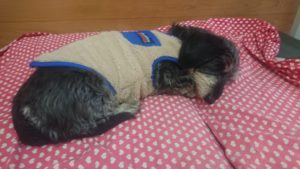 昼のお時間 2020/2/3