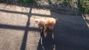 朝昼のお時間 2020/3/6