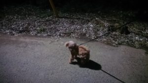 夜のお時間 2020/3/6