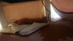 昼のお時間 2020/3/7