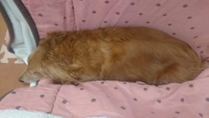 昼のお時間 2020/3/10