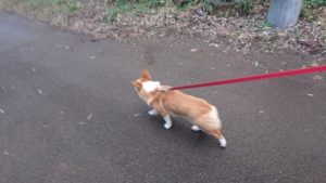 朝のお時間 2020/3/11