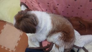 午後のお時間 2020/3/12