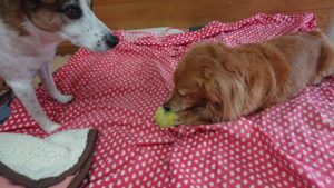 静かな駆け引き 2020/3/13