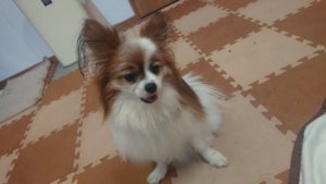 昼のお時間 2020/3/15