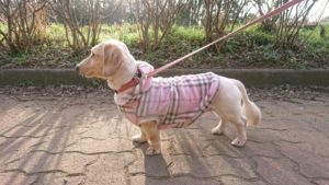 夜のお時間 2020/3/17