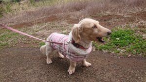 朝のお時間 2020/3/20