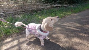 朝のお時間 2020/3/21