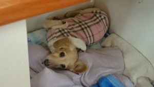 午後のお時間 2020/3/21