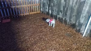 夜のお時間 2020/3/29