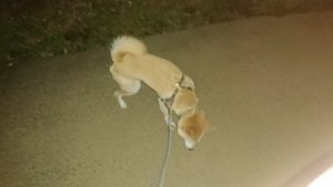 久しぶりです！！ 2020/4/15