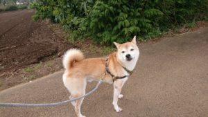 あさのお時間 2020/4/16