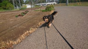 今日も暑くなるかな？