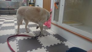 気難しいおばあちゃん😓