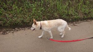 ゆったりのんびりと 2020/6/29