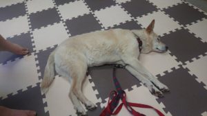 zzzzzz….  2020/6/29