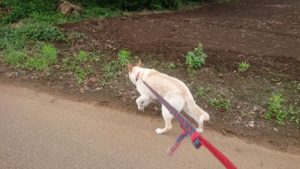 朝ですね 2020/6/30