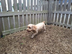 成田市近郊のペットホテルセカンドファミリー／朝のお時間　2020年7月31日