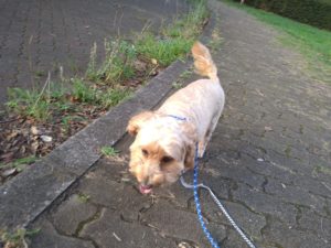 ゆったり　2020/7/31