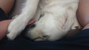 来たよ来たよと 2020/7/11