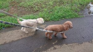 雨あがり 2020/7/13
