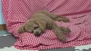 午後のお時間 2020/7/13