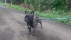 成田空港近郊のペットホテルセカンドファミリー／夜のお時間　2020年7月15日