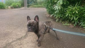 富里市のペットホテルセカンドファミリー／朝のお時間　2020年7月16日