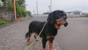 フリースペースのペットホテルセカンドファミリー／夜のお時間　2020年7月21日